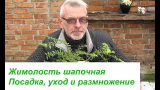 Жимолость шапочная Посадка, уход и размножение Жимолость шапочная Посадка, уход и размножение