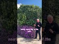 Is the Trailing Lantana a Weed?