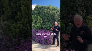 Is the Trailing Lantana a Weed?