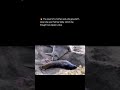 🔥 The result of a mother seal who gave birth when she saw that her baby, which she thought was dead,