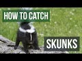 How to Catch a Skunk with a Live Trap