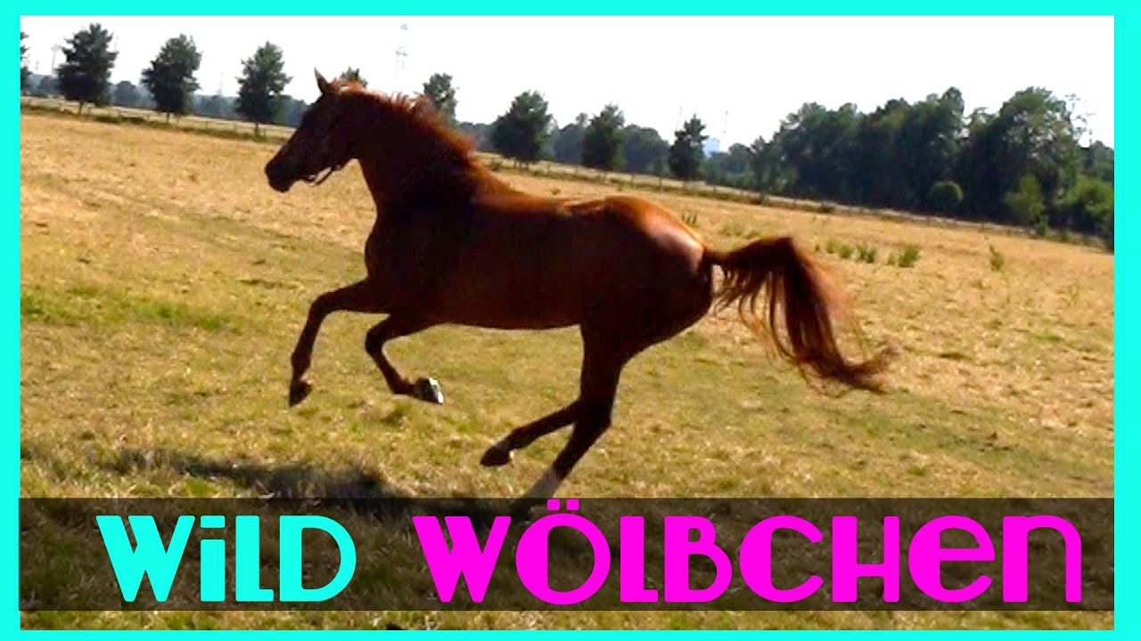 Abschied von WÖLBCHEN I Tränen im STALL I Sommerwiese statt Reiten