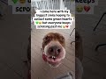 #adoptdontshop #furbaby #dogfriendly #doglover #lastchancepawsrescue