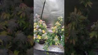 Flower tents update