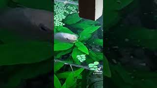 #foodtime#fish#aquarium#plantedaquarium#green#naturebox#asmr#pink#blueeyes#slurp#topfeeder#zoohouse