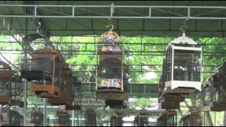 DownloadKONTES BURUNG CUCAK IJO PIALA RAJA 2016 MP3 MP4 KONTES BURUNG CUCAK IJO PIALA RAJA 2016