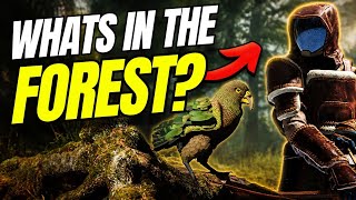 What's Hiding In The New Forest? | Icarus Mission 14