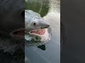 Shark caught on camera shorts