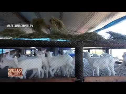 Vídeo: Com Fer Sabó Casolà Amb Llet De Cabra