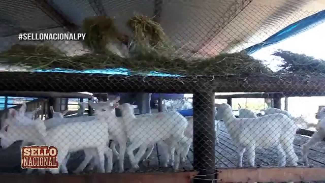 SELLONACIONAL25 - GRANJA LOS CABRONES S.A. - Leche, Queso y Yogurt de leche de Cabra