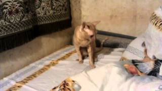 Пукают ли коты Пукают ли коты