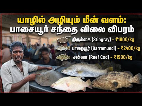 🛑 யாழ்ப்பாணத்தில் மொத்தமாக அழிந்து வரும் மீன்பிடி யாழிற்கு மட்டும் ஏன் இப்படி