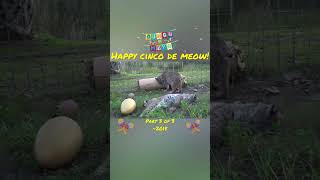 Happy Cinco De Meow! Part 3 Of 3