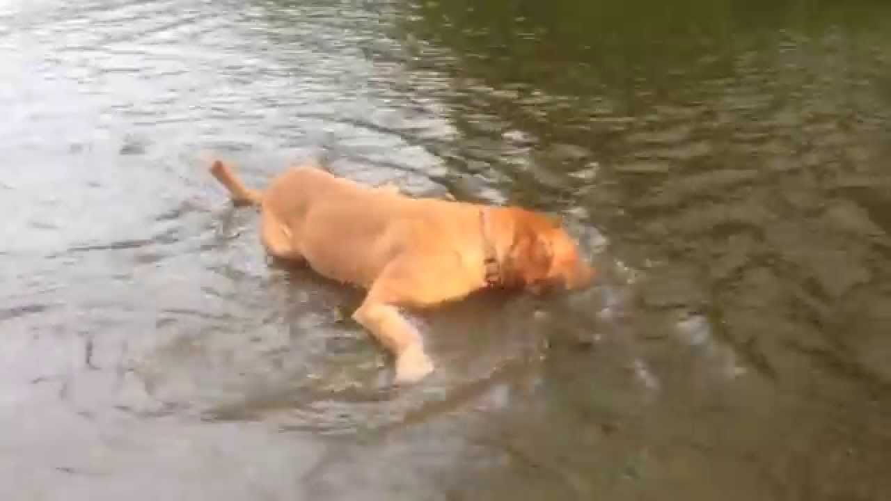 Dog throws herself in LA River YouTube