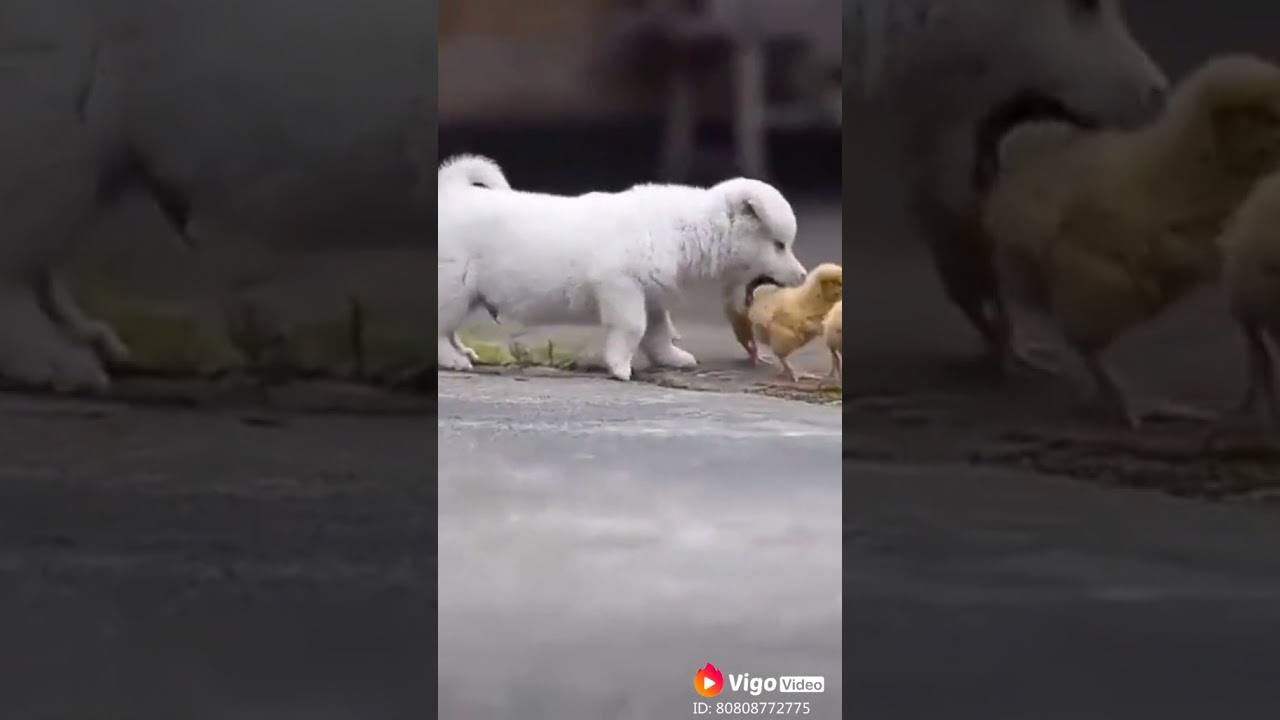 Cute puppy WhatsApp status song YouTube