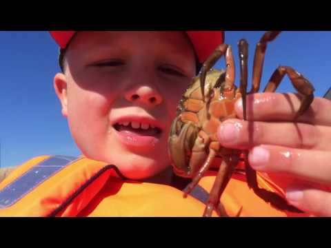Video: Krabba Bollar I Dill