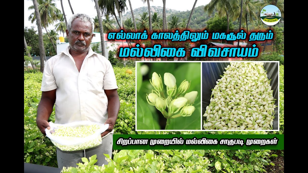 ⚘🔴எல்லாக் காலத்திலும் மகசூல் தரும் மல்லிகை விவசாயம் 🔴சிறப்பான முறையில் மல்லிகை சாகுபடி முறைகள்