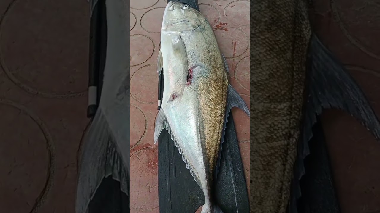 5.4 Kg Brassy Trevally