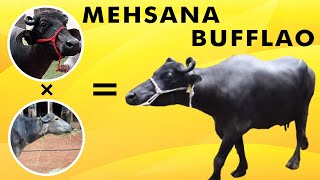 Mehsana buffalo