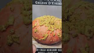 Galeux D’Eysines plant check in,lookin for warts.