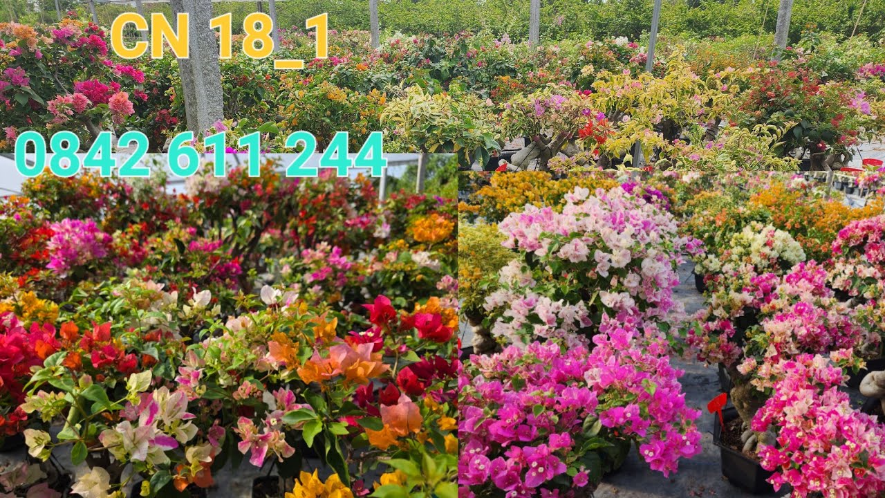 CN 18_1 _2026 _Hoa giấy nhiều loại compo đổi màu nguyên bản ☎️0842 611 244. CTMT 