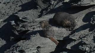 Move over bears, Fat Marmot Week puts a spotlight on the alpine rodents