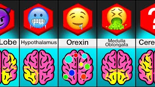 Comparison: Areas Of The Brain And What They Do by WatchData 24,676 views 1 month ago 3 minutes, 3 seconds