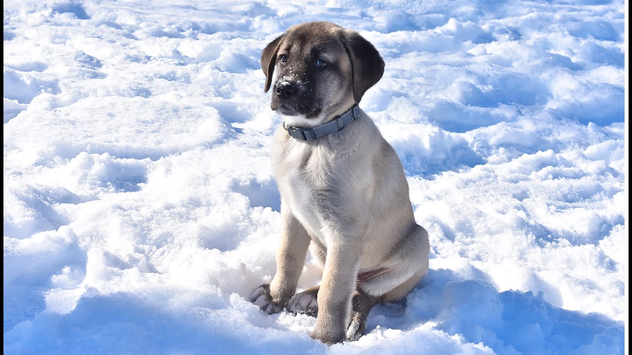 Turkish Kangal Dog - Ash The Kangal | Kangal Puppy Training