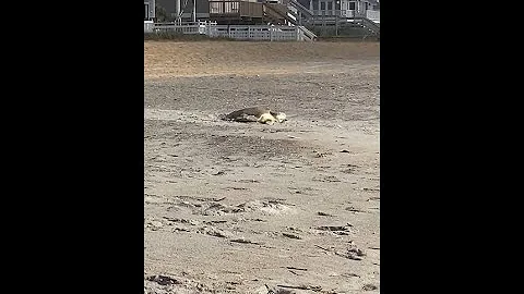 Kemp's Ridley