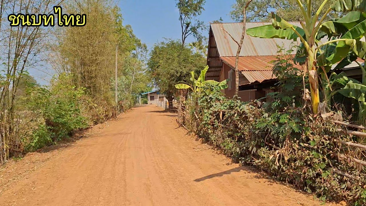 ดอกสะแบงแดงเต็มต้น ต้นหว้ากำลังออกดอก ถนนดินแดง สวยงามตามธรรมชาติ บ้านโนนตาล อ.นาตาลจ.อุบลราชธานี