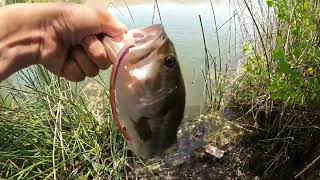 Bass fishing at the MOST HEAVILY PRESSURED Ponds Around Sanjose Ca🤔🔥