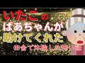 【2ch怖い話】いたこのばあちゃんが助けてくれた、田舎で体験した怖い話を聞いてほしい