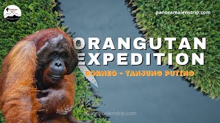Download Lagu Borneo Tanjung Puting Orangutan Expedition | 3 Days Vlog MP3