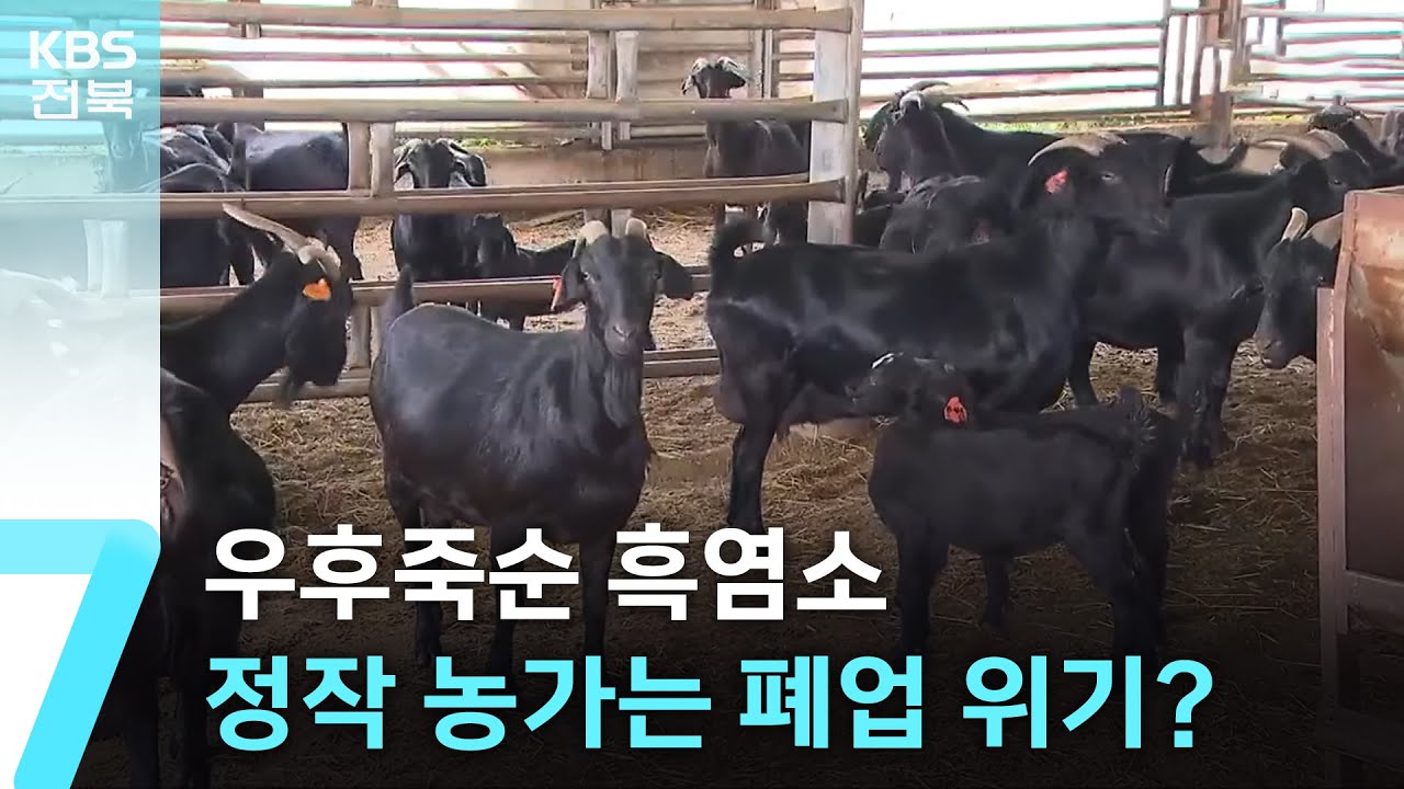 우후죽순 흑염소 식당…정작 흑염소 사육 농가는 폐업 위기? / KBS  2025.08.11.