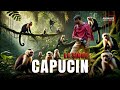Faut Il Craindre Les Singes Capucins Un Zoologiste Répond à La Question 