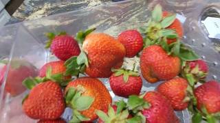 Storage bin for strawberries makes life so much easier!
