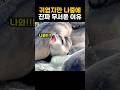 어렸을 때는 귀엽지만 크면 무서운 코끼리바다표범