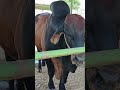 mashallah beautiful Brahman bull #viralvideo #viralshort #bullfarming #unfrezzmyaccount #pakistan