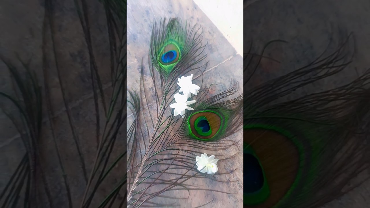 Peacock Feather 🪶🪶| Beautiful Nemali | Colourful Feather | Love the Colours