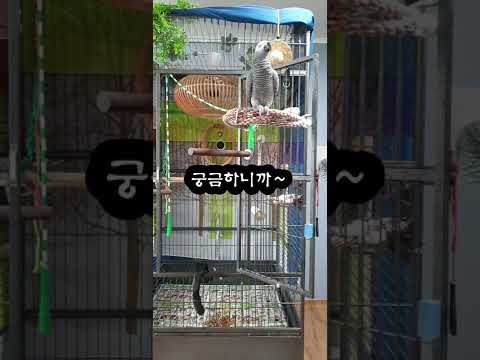 볼수록 매력있는 앵무새똘이 K-parrot [연구대상똘이뷰] Korean-gray parrot#shorts