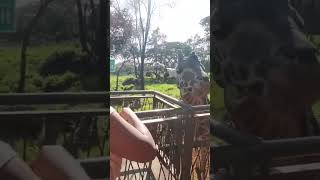 We fed a giraffe at giraffe centre africa travel zoo vlog animals explorekenya travelvlog