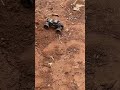 Jelly Mitti Mein RC Truck Offroading 🔥