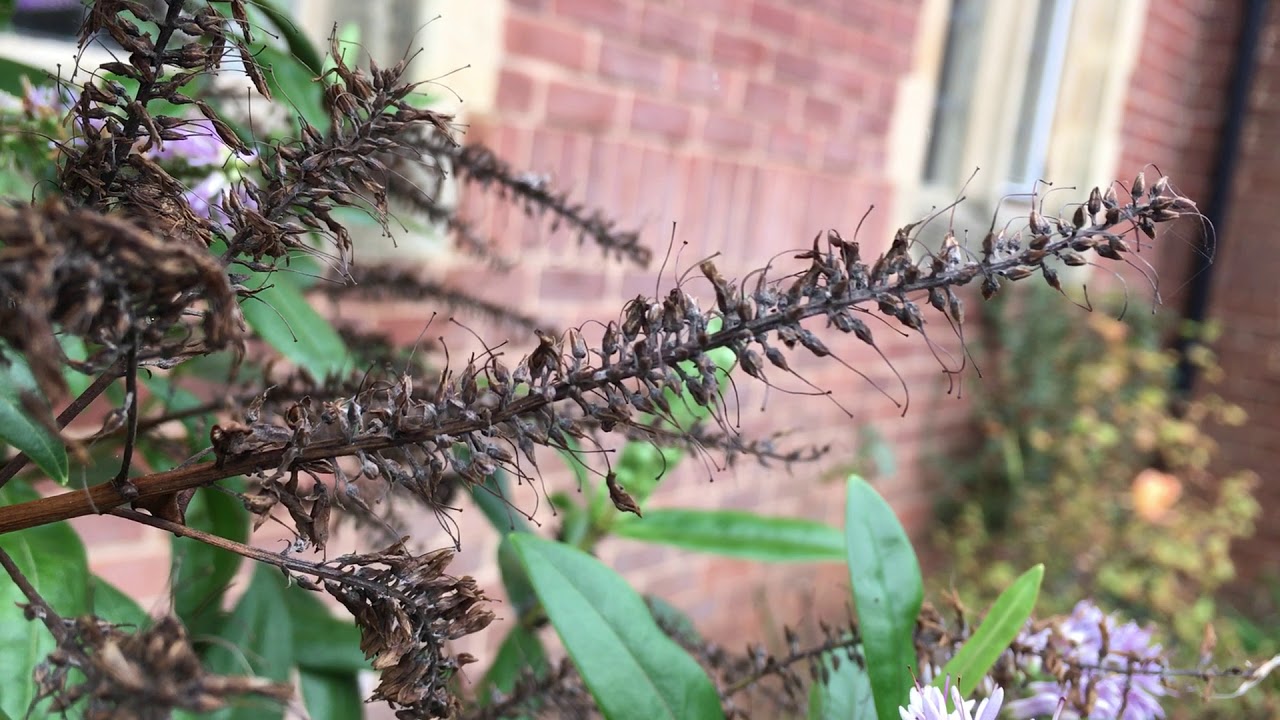 Hebe - flowers gone to seed - November 2018