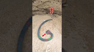 New Snake's Power Skills 🐍 #reelfoolsteam #shorts