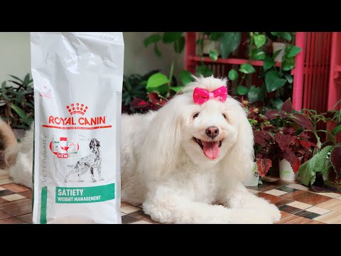 Video: Diet Dapat Memperbaiki Anjing Rasa Bau - Diet Prestasi Untuk Anjing Pengesanan