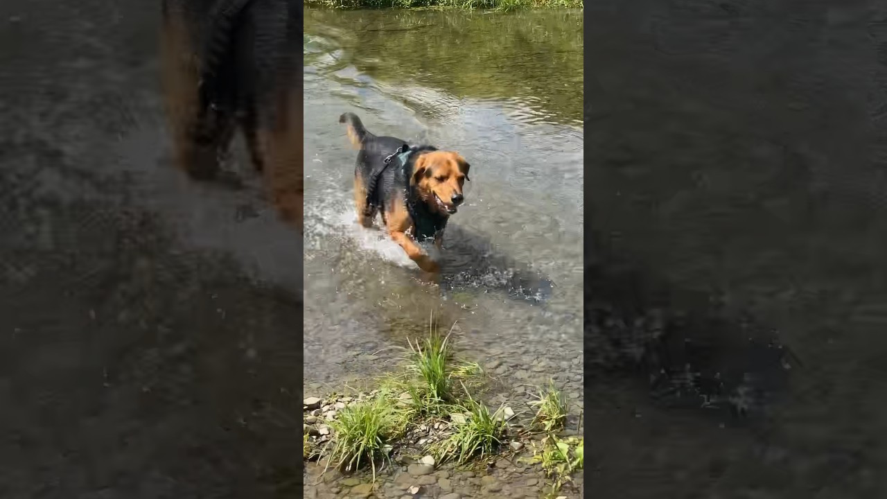 🐕 Lots of energy 🫡🐕🦴 