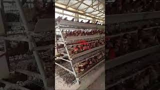 Type A 4-Tier Layer Chicken Cage System for 10,000 Birds Commercial Poultry Farm in Lagos, Nigeria