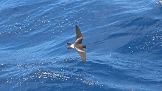 Leach's Storm-petrels, April 2023, Cape Verde Islands