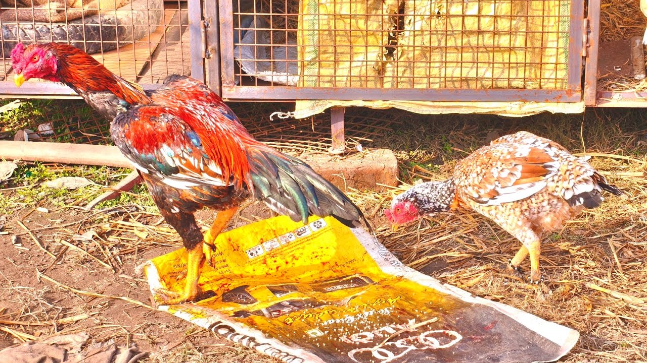 Best Aseel Murga Murgi for Breeding | Complete Guide 