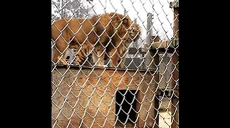 lion vs tiger - tiger growls at lion